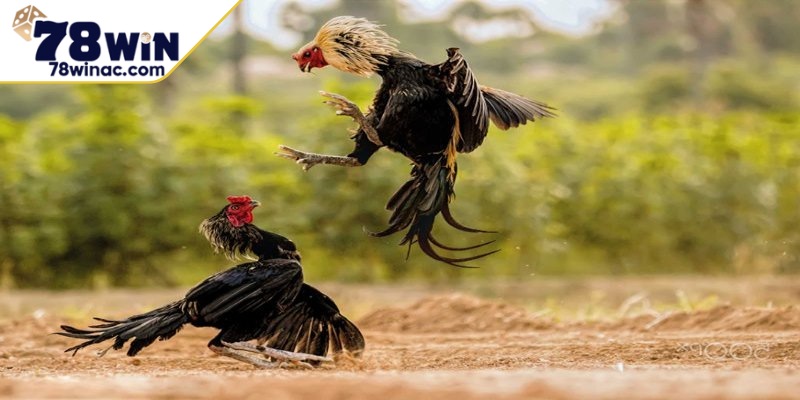 Bí quyết chọn chiến kê bền bỉ