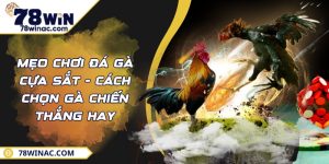 Mẹo Chơi Đá Gà Cựa Sắt - Cách Chọn Gà Chiến Thắng Hay