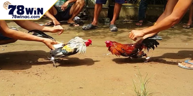 Giới thiệu mẹo chơi đá gà cựa sắt