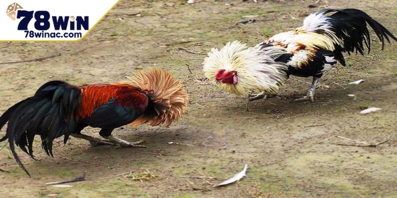 Tính minh bạch về gà khi chơi 
