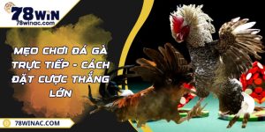 Mẹo Chơi Đá Gà Trực Tiếp - Cách Đặt Cược Thắng Lớn