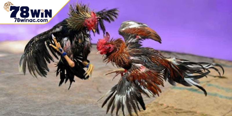 Lợi ích cho người chơi khi áp dụng mẹo