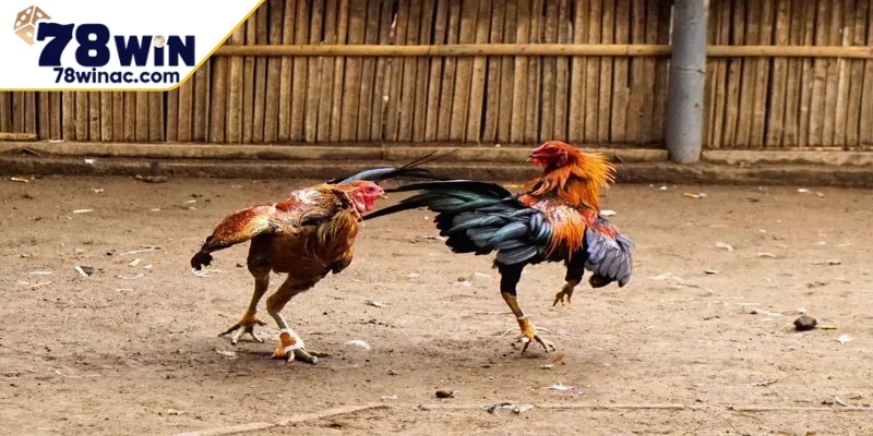 Thông tin của chiến kê thi đấu