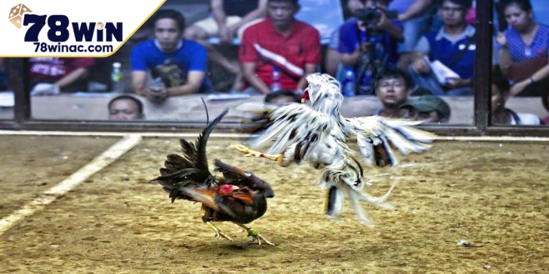 Tìm hiểu mẹo chơi đá gà trực tiếp
