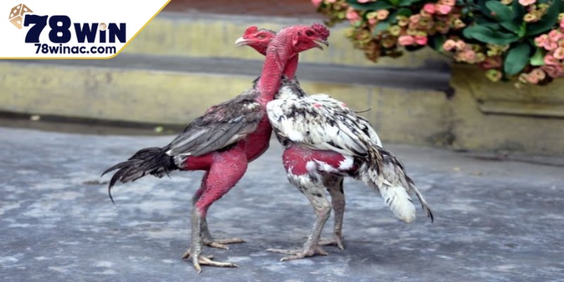 Chi tiết mẹo chọn gà đá hay