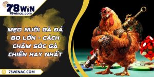 Mẹo Nuôi Gà Đá Bo Lớn - Cách Chăm Sóc Gà Chiến Hay Nhất