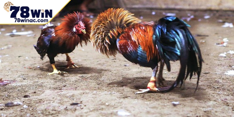 Mẹo nuôi gà đá bo lớn với các điều cần tránh