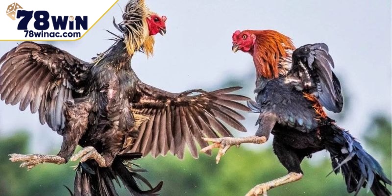 Mẹo nuôi gà đá bo lớn với chế độ dinh dưỡng phù hợp