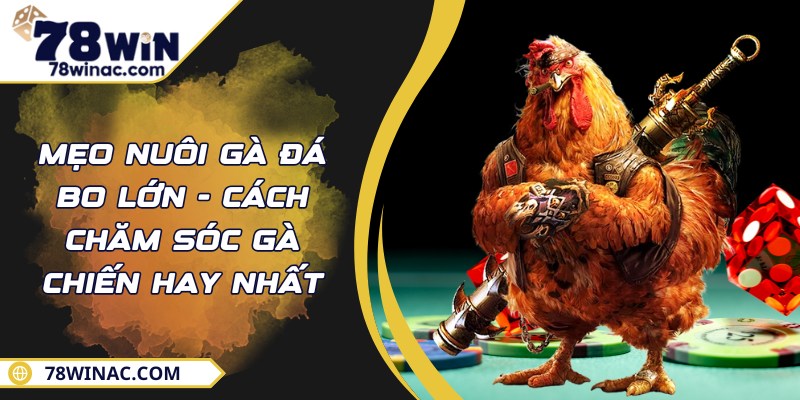 Mẹo Nuôi Gà Đá Bo Lớn - Cách Chăm Sóc Gà Chiến Hay Nhất